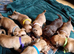 Miniture jug puppys