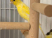 Fringe Canary