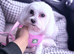 Maltese Girl 5