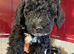 Beautiful Cockapoo puppies ready to go