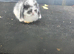 Mini lops