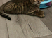 Bengal kittens