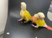 Cockatiel and conure chicks are ready to head to their new homes.
