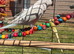 Qucker parrot