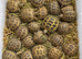 VARIOUS TORTOISES