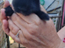 5mini lop rabbits for sale