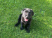 ***LABRADOR BOY PUPPY***