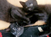 3 lovely playful females