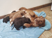 Cocker Spaniel Puppies Top Quality