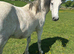 Grey Registered Connemara gelding