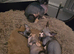 Ready Sphynx Kittens Looking for Their Forever