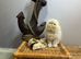 Ready Now. 3 blue colourpoint Persian kittens (M)