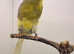 Lancashire canary male