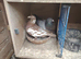 Racing pigeon for sale