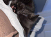 1 male kitten still available