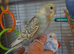 Beautiful tame budgies