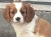 Cavalier King Charles puppy