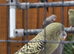 Beautiful blackface budgies