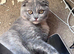 Scottish fold kittens