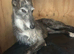 Deerhound  x collie  greyhound  lurcher