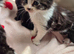 Stunning Kittens for Reservation/Sale