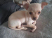 Chihuahua puppy