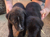 dutch shepherd puppies