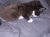2 kittens black and little bit of white female and white 1 female multi