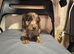 Working cooker spaniels