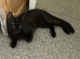 Maine coon kittens looking for their forever home two beautiful boys left full bread Maine coons