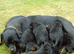 Full German rottweiler