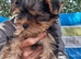 Two beautiful boys small yorkies
