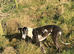 Collie bull greyhounds