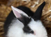 *** BABY BUNNIES** LOP CROSSES