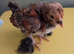 Millefleur Belgium Barbu D'uccle chicks