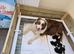 Whelping Box for Sale  - Size: 1040 mm &times; 1200 mm