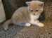 British shorthair kittens