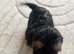 Yorkiepoo puppies