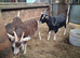 Wether Goats