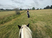 14.1hh 12 yr old traditional cob mare 12 yrs