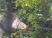 Indian ring neck. Gray collar