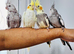 Beautiful baby hand tamed & untamed cockatiels for sale.