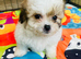 Shihchon Teddy Bear Girl Puppies (Shih Tzu x Bichon Frise)