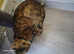 2 left beautiful bengal kitten looking for forever home