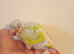Baby suncheek conure hand rearing