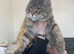 Silver tabby and Black Smoke Maine Coon kittens