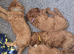 F1 Cavapoo