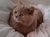 Lilac Cream British Shorthair adult