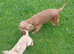 Golden Retreiver X Show cocker spaniel puppies