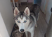 Siberian husky
